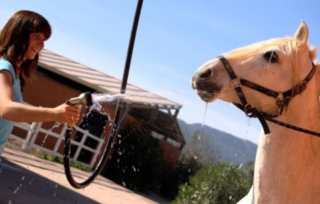 lavando el caballo